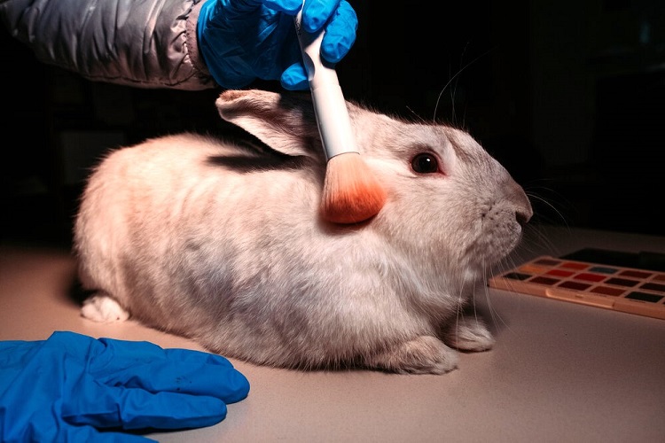 images of animal testing