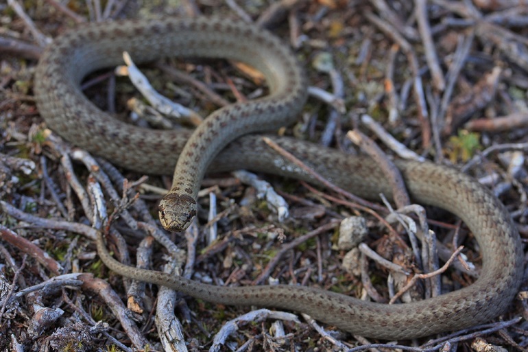 three to four litters of important species in northern Ireland