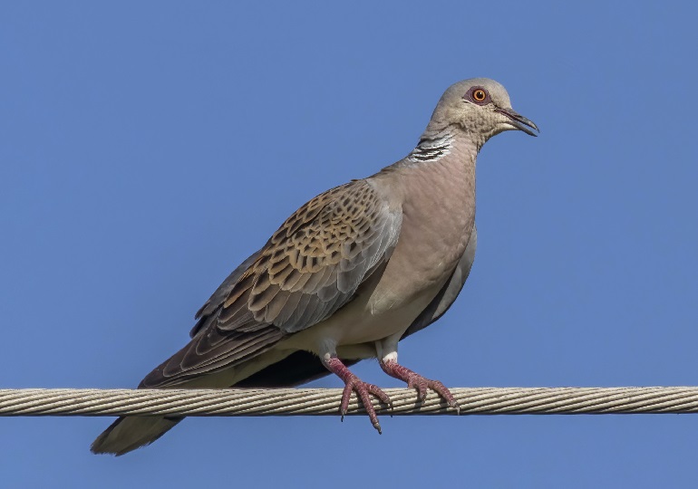 Turtle dove