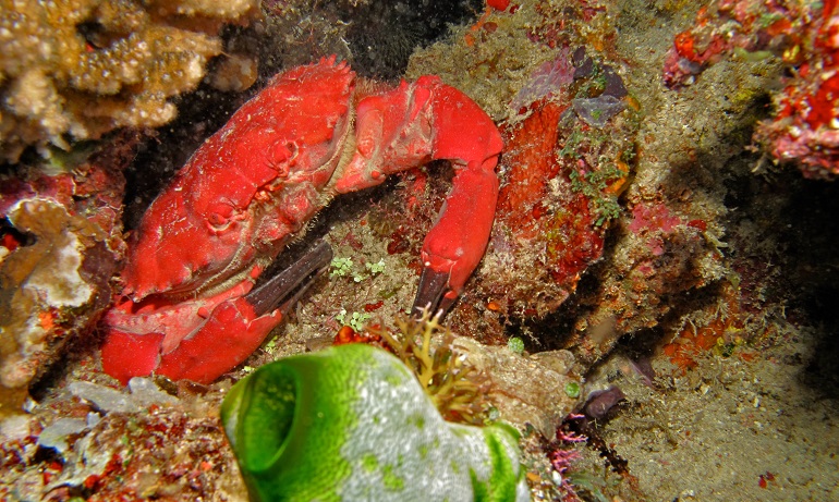 coral reefs habitat
