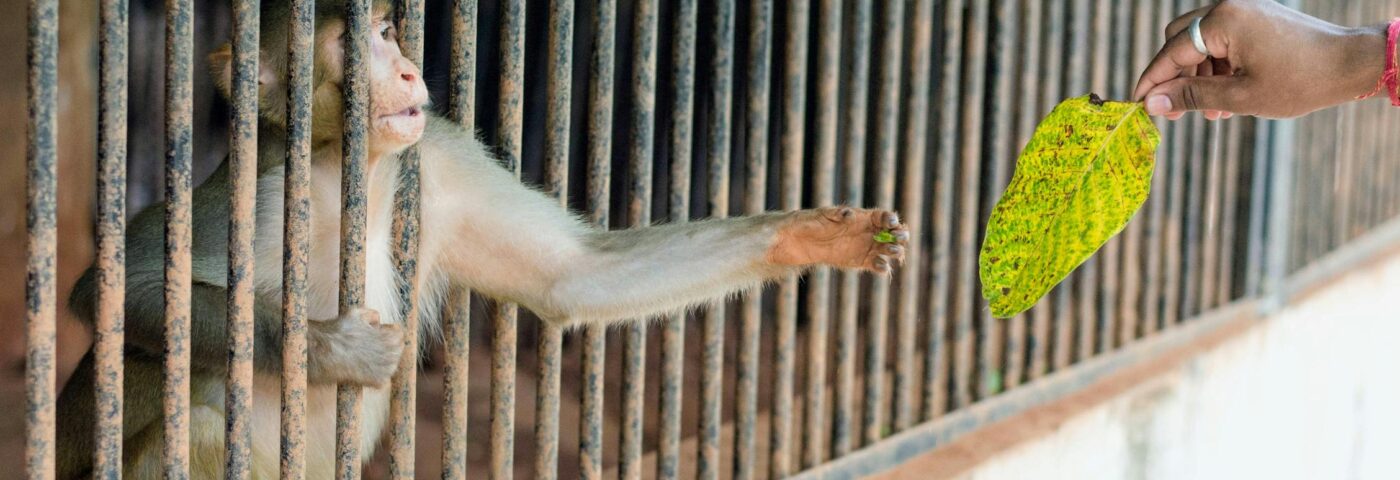 why are zoo bad