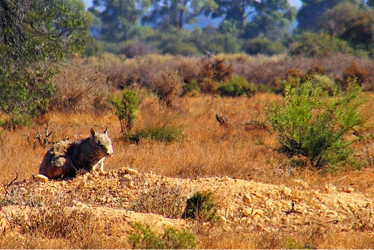 facts about wombats