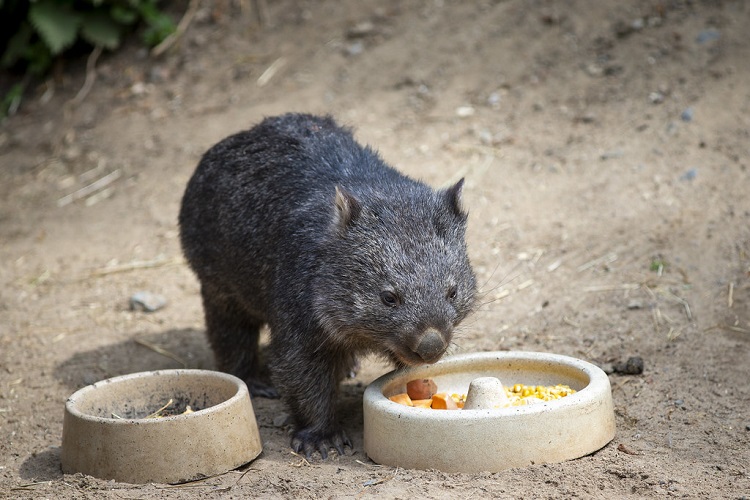 what are wombats