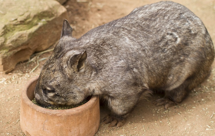 wombats scientific name