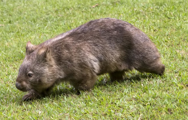 wombat photo