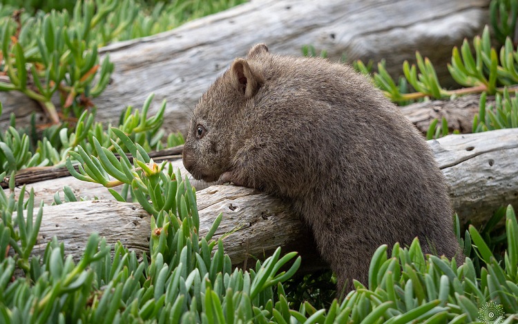 wombat information