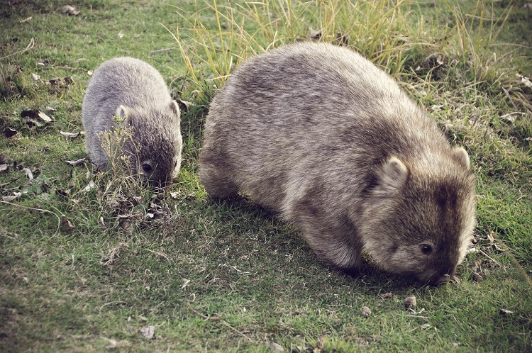 scientific name for wombat