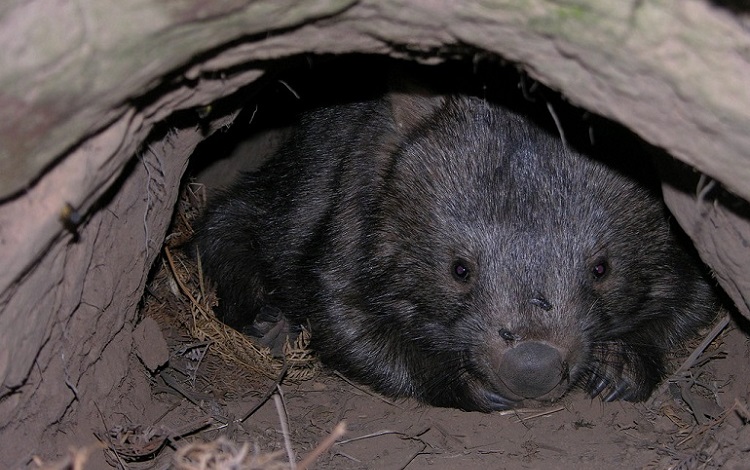 wombat interesting facts