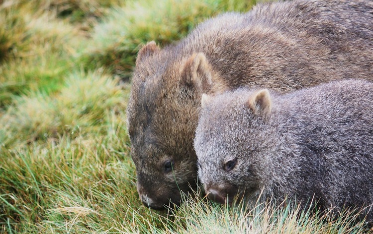 common wombat