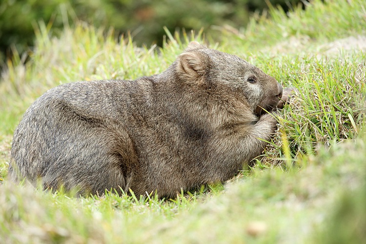 wombat claws