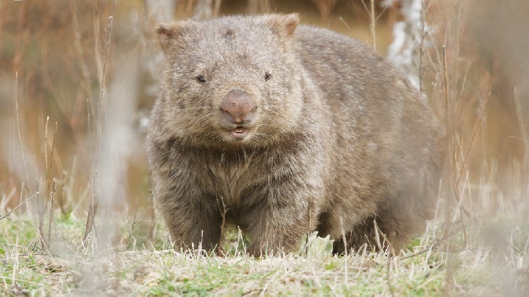 wombat image