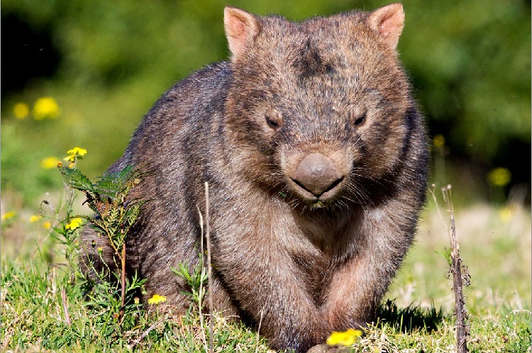 baby wombat