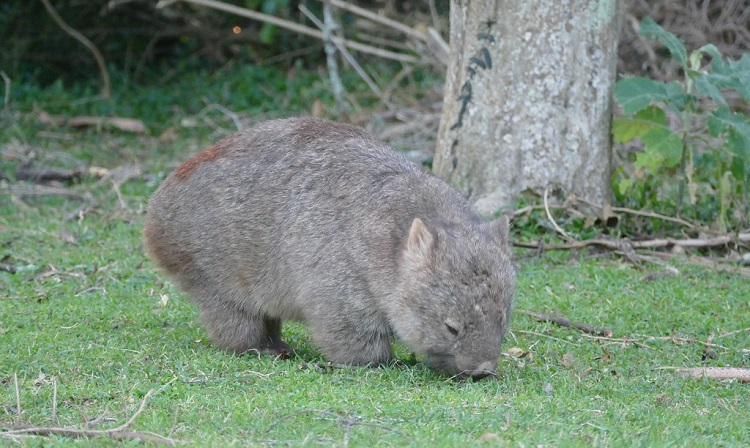 wombat photos