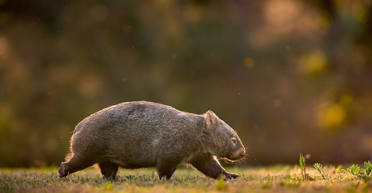 wombat facts