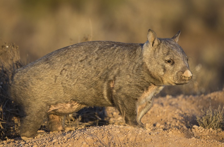 wombats