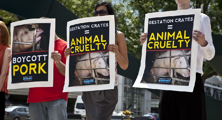 animal rights organizations
