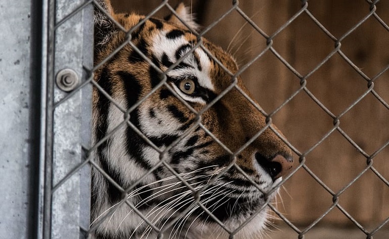 animal rights groups