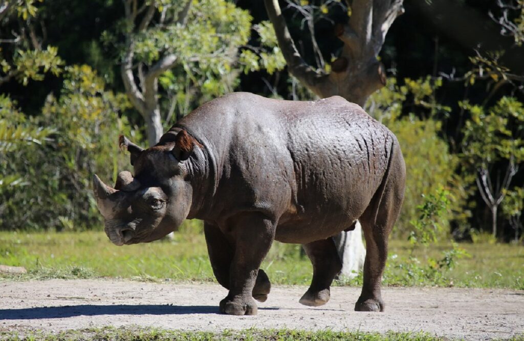 endagered species in africa