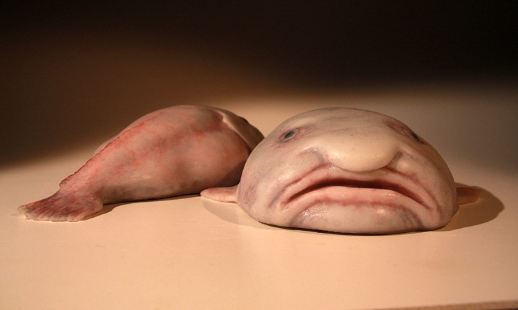 The post with the blob fish in it about choosing based on cutenesses which  animals survive. Blob fish look like actual fish where they live. : r/memes