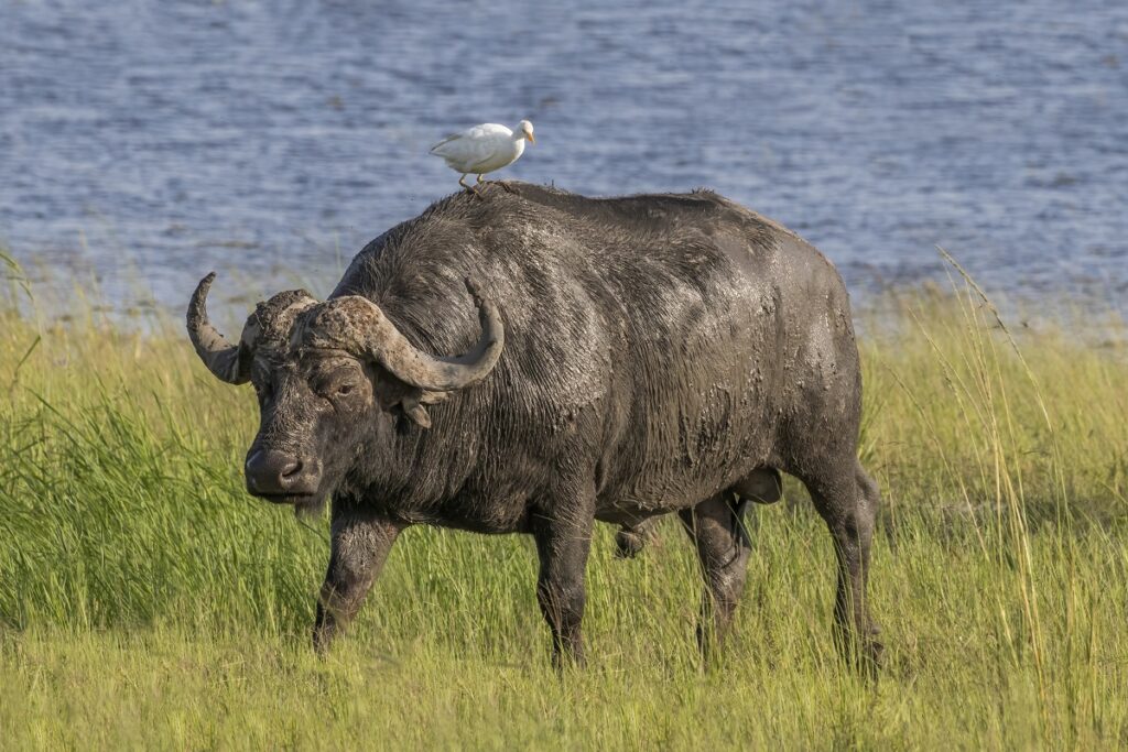 African-buffalo