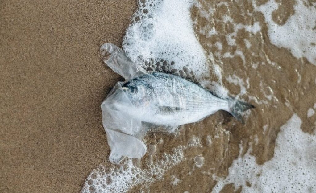 fish died due to plastic pollution