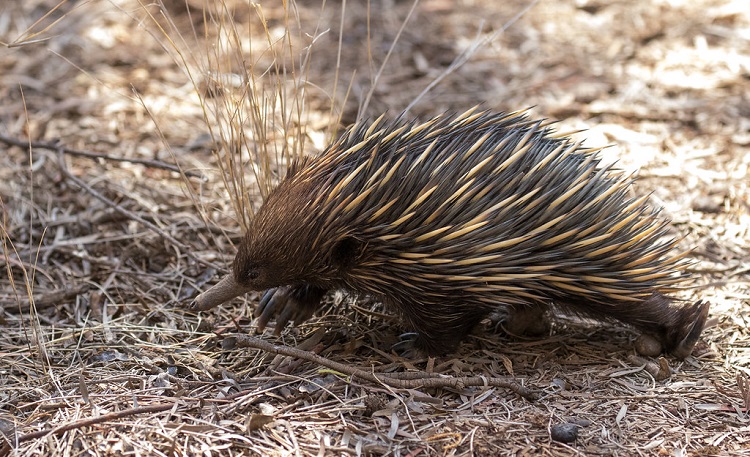 interesting animals to research
