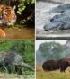 Legal Exotic Pets