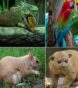 nj exotic pets