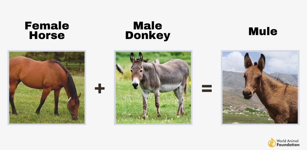 Mule Reproduce