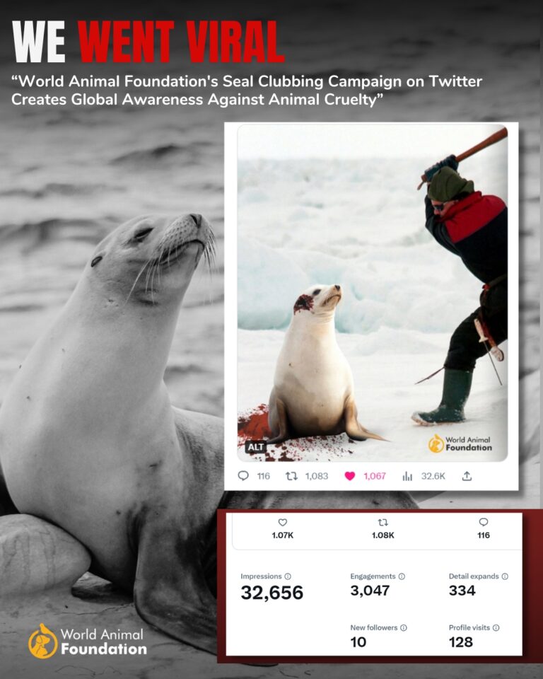 Making A Difference Impact Of Our Seal Clubbing Campaign