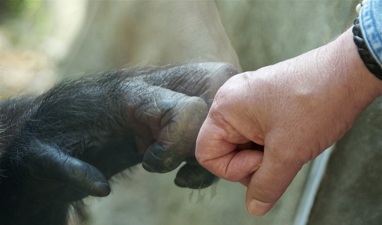 animal rights protests
