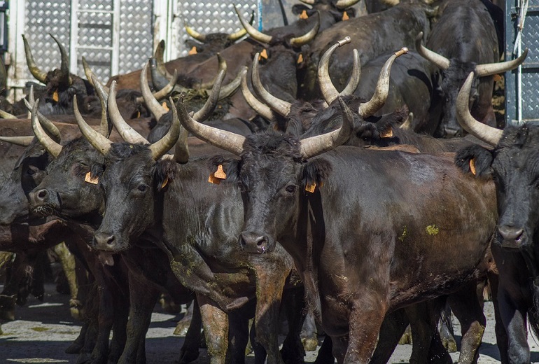 how many people are killed by cows each year