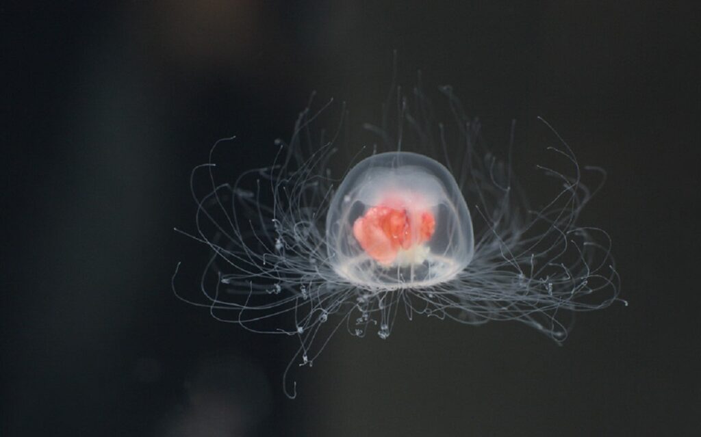 Immortal Jellyfish 