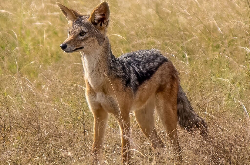 african endangered species