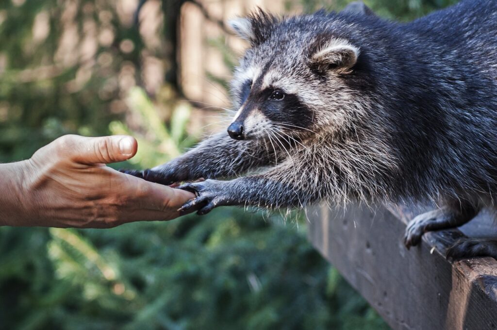 animal activist groups
