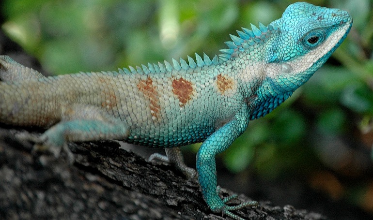 nj exotic pets