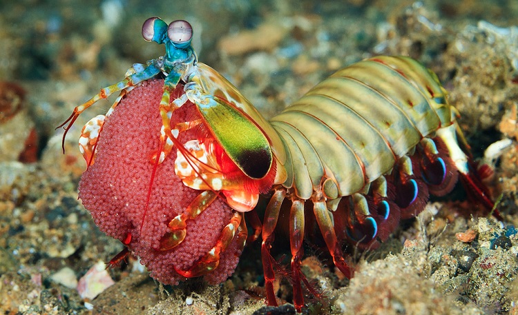 craziest looking animals