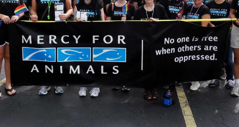 animal activist groups