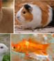 most popular pets