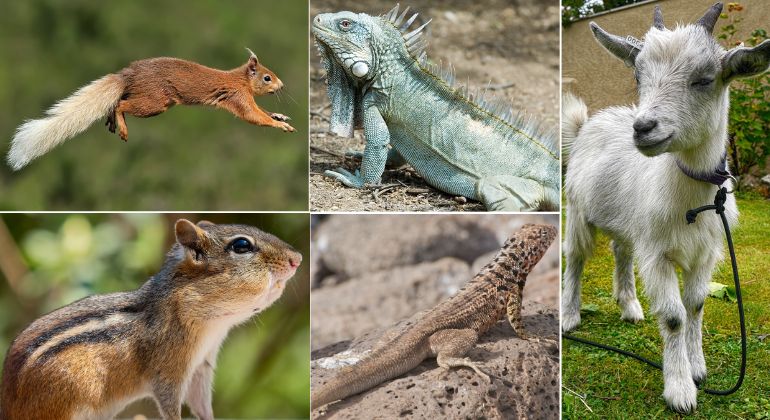 capybara and alligator