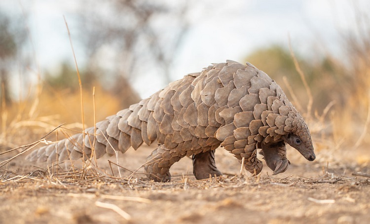 real weird looking animals