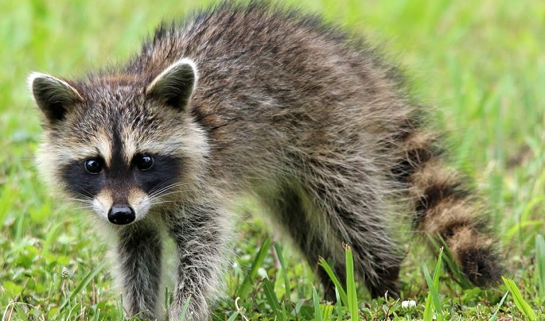 racoon for sale in nj
