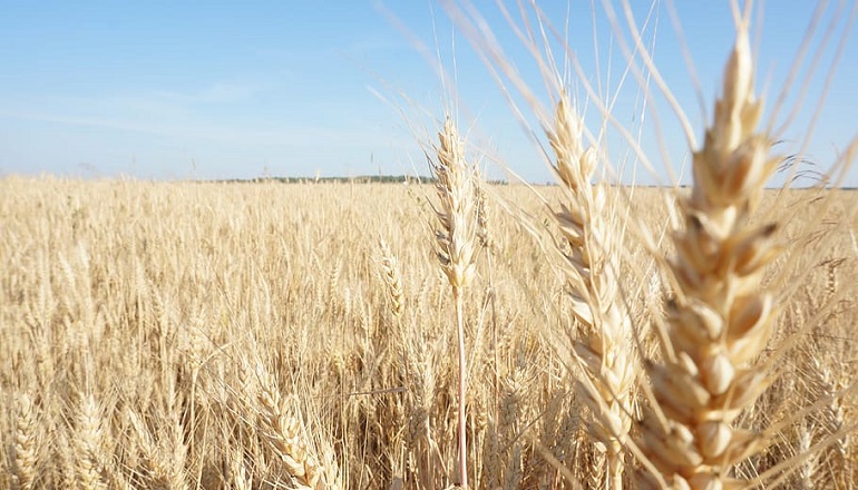 world wheat exports by country
