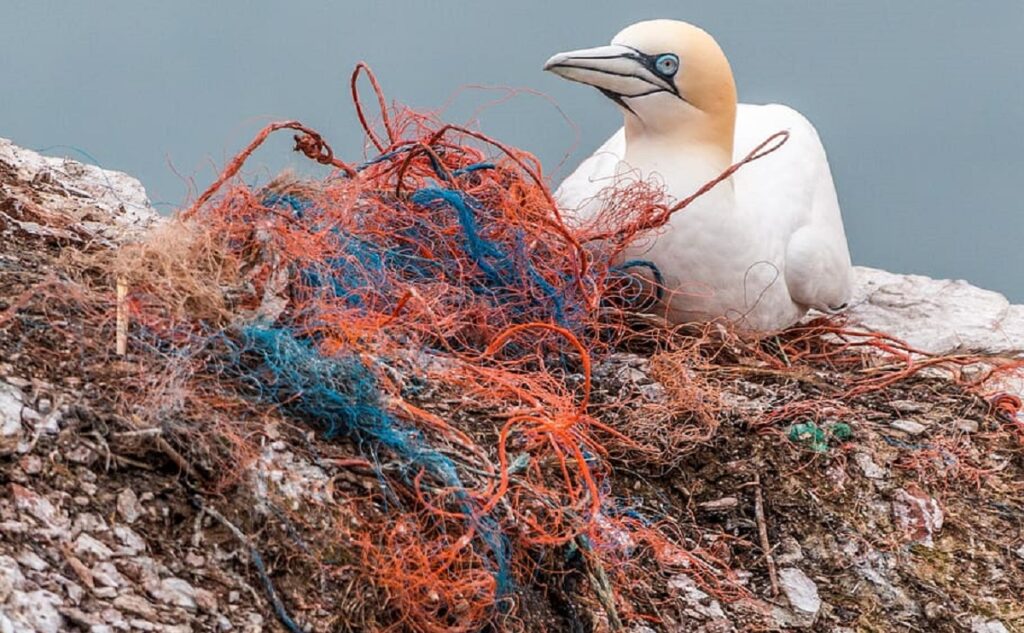 One Million Seabirds and 100,000 Mammals Become Pollution Victims