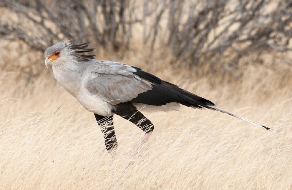 african wild life