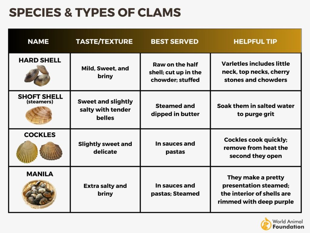 Species & Types of Clams