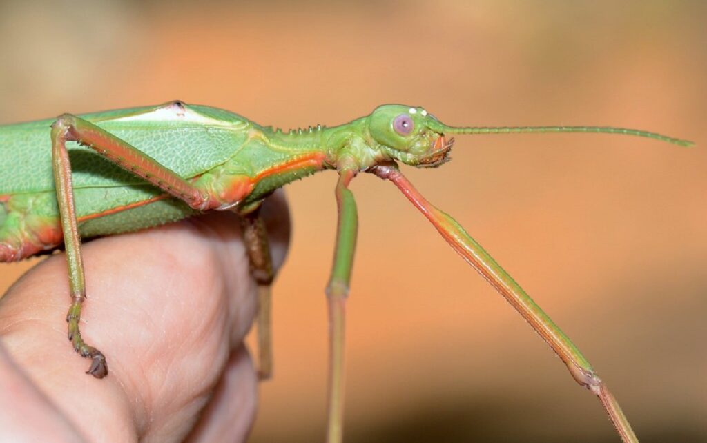 coolest animal in the world