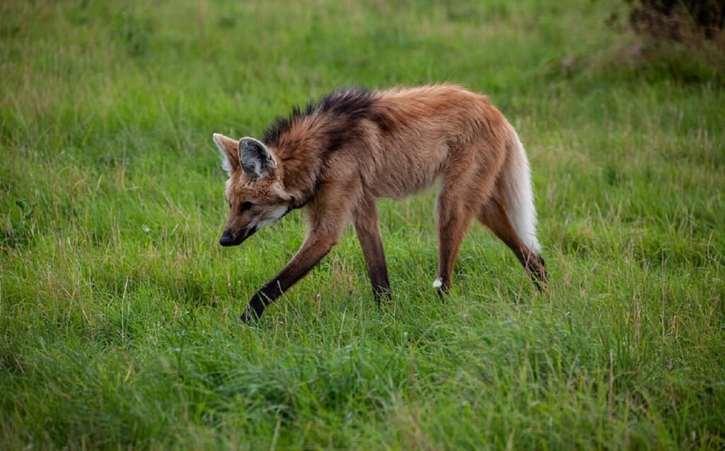 The Howling of South Jersey's Coyotes is Super Creepy [AUDIO]