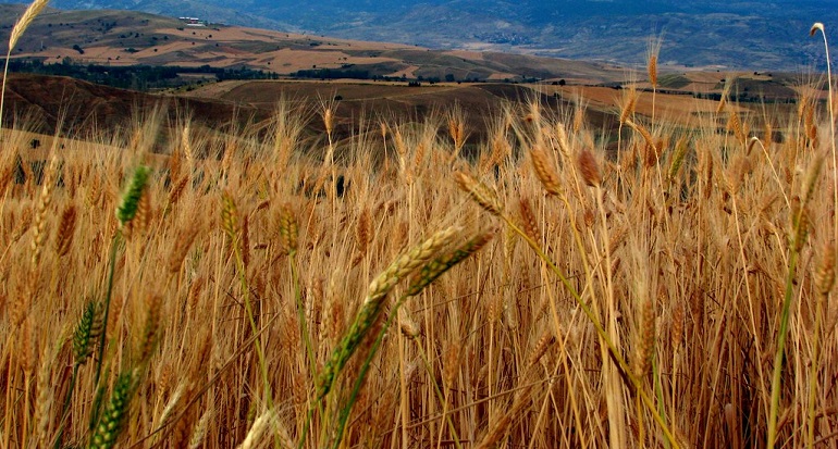 largest wheat exporters
