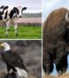 endangered animals in america